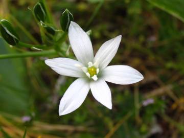 Fotografia da espécie Ornithogalum umbellatum