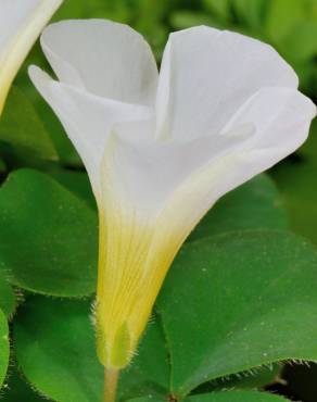 Fotografia 9 da espécie Oxalis purpurea no Jardim Botânico UTAD