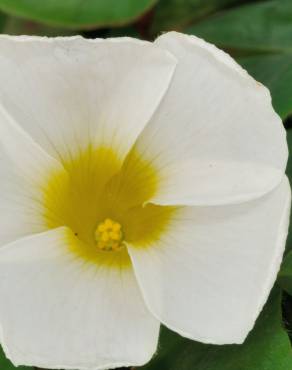 Fotografia 10 da espécie Oxalis purpurea no Jardim Botânico UTAD