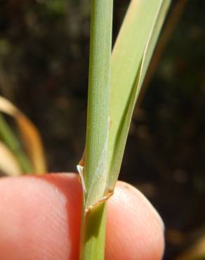 Fotografia 9 da espécie Phalaris minor no Jardim Botânico UTAD