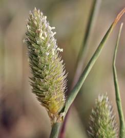 Fotografia da espécie Phalaris minor