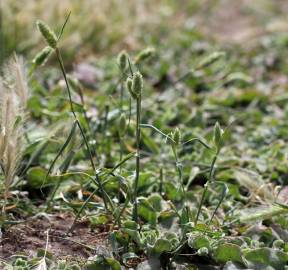 Fotografia da espécie Phalaris minor