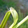 Fotografia 6 da espécie Paspalum dilatatum do Jardim Botânico UTAD