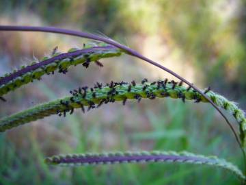 Fotografia da espécie Paspalum dilatatum