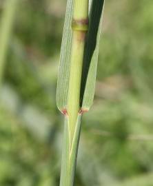 Fotografia da espécie Paspalum dilatatum