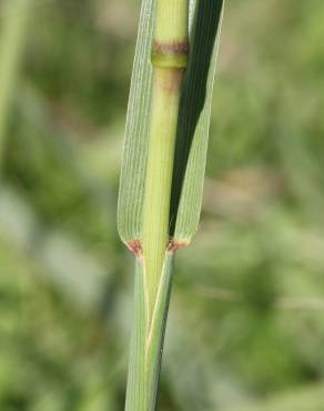 Fotografia 9 da espécie Paspalum dilatatum no Jardim Botânico UTAD