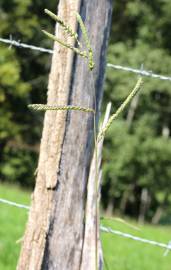 Fotografia da espécie Paspalum dilatatum