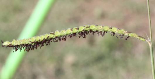 Fotografia da espécie Paspalum dilatatum