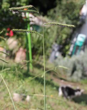 Fotografia 12 da espécie Paspalum dilatatum no Jardim Botânico UTAD