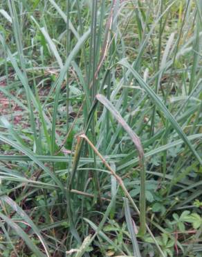 Fotografia 14 da espécie Paspalum dilatatum no Jardim Botânico UTAD