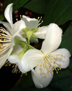 Fotografia 10 da espécie Philadelphus coronarius no Jardim Botânico UTAD