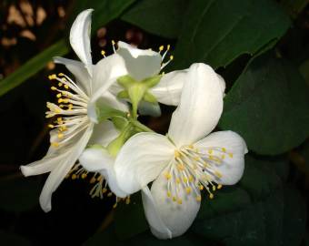 Fotografia da espécie Philadelphus coronarius