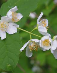 Philadelphus coronarius