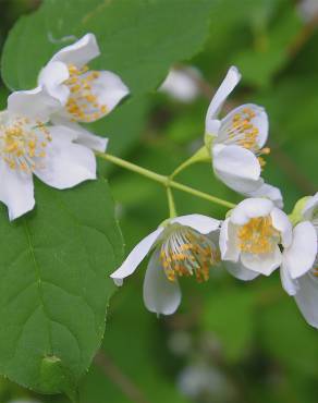 Fotografia 1 da espécie Philadelphus coronarius no Jardim Botânico UTAD