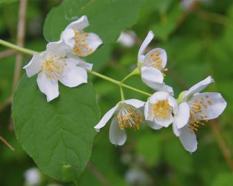 Fotografia da espécie Philadelphus coronarius