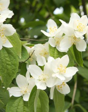 Fotografia 14 da espécie Philadelphus coronarius no Jardim Botânico UTAD