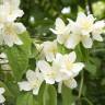 Fotografia 14 da espécie Philadelphus coronarius do Jardim Botânico UTAD