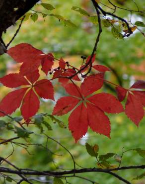 Fotografia 11 da espécie Parthenocissus quinquefolia no Jardim Botânico UTAD