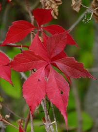 Fotografia da espécie Parthenocissus quinquefolia