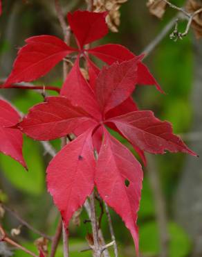 Fotografia 12 da espécie Parthenocissus quinquefolia no Jardim Botânico UTAD