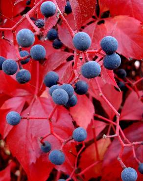 Fotografia 15 da espécie Parthenocissus quinquefolia no Jardim Botânico UTAD