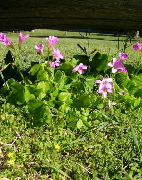 Fotografia 9 da espécie Oxalis debilis var. corymbosa no Jardim Botânico UTAD