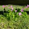 Fotografia 9 da espécie Oxalis debilis var. corymbosa do Jardim Botânico UTAD