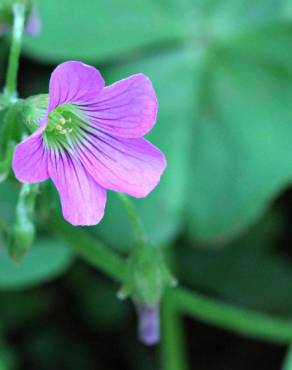 Fotografia 10 da espécie Oxalis debilis var. corymbosa no Jardim Botânico UTAD