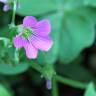 Fotografia 10 da espécie Oxalis debilis var. corymbosa do Jardim Botânico UTAD