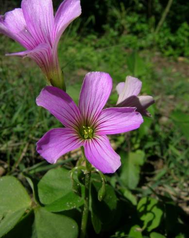 Fotografia de capa Oxalis debilis var. corymbosa - do Jardim Botânico