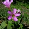 Fotografia 1 da espécie Oxalis debilis var. corymbosa do Jardim Botânico UTAD