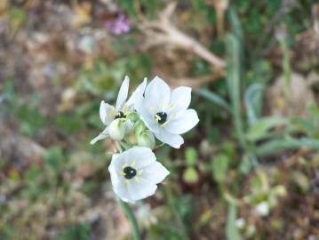 Fotografia da espécie Ornithogalum arabicum