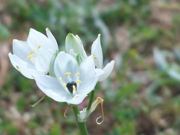 Fotografia da espécie Ornithogalum arabicum