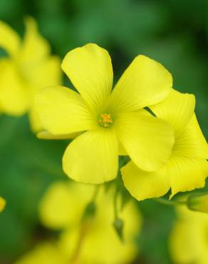 Fotografia 10 da espécie Oxalis pes-caprae no Jardim Botânico UTAD