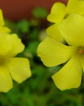 Fotografia 12 da espécie Oxalis pes-caprae no Jardim Botânico UTAD