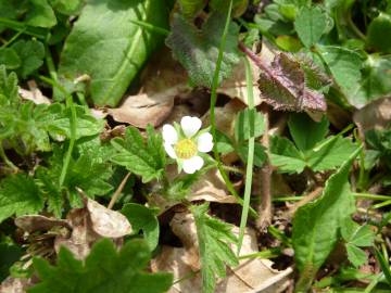 Fotografia da espécie Potentilla sterilis