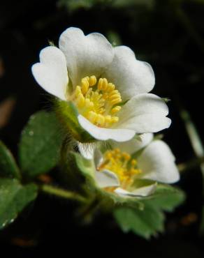 Fotografia 1 da espécie Potentilla sterilis no Jardim Botânico UTAD