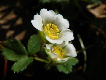 Fotografia da espécie Potentilla sterilis