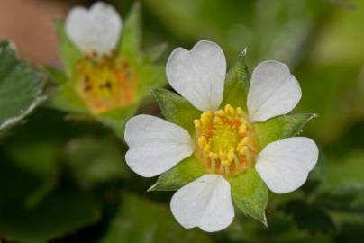 Fotografia da espécie Potentilla sterilis