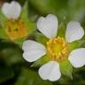 Fotografia 4 da espécie Potentilla sterilis do Jardim Botânico UTAD