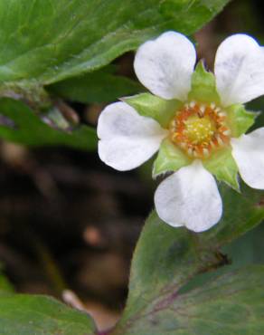 Fotografia 5 da espécie Potentilla sterilis no Jardim Botânico UTAD