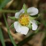 Fotografia 7 da espécie Potentilla sterilis do Jardim Botânico UTAD