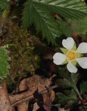 Fotografia 8 da espécie Potentilla sterilis no Jardim Botânico UTAD