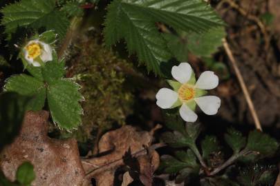 Fotografia da espécie Potentilla sterilis