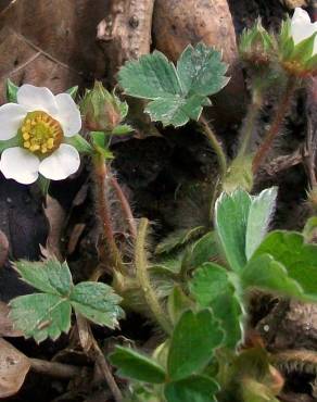 Fotografia 9 da espécie Potentilla sterilis no Jardim Botânico UTAD