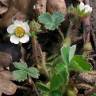 Fotografia 9 da espécie Potentilla sterilis do Jardim Botânico UTAD