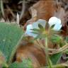 Fotografia 11 da espécie Potentilla sterilis do Jardim Botânico UTAD