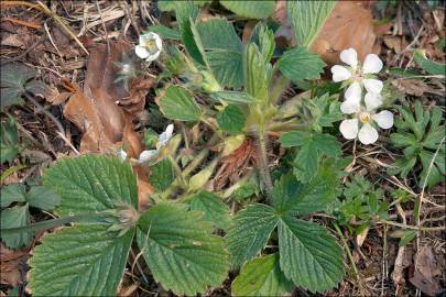 Fotografia da espécie Potentilla sterilis