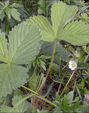 Fotografia 13 da espécie Potentilla sterilis no Jardim Botânico UTAD