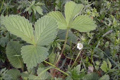 Fotografia da espécie Potentilla sterilis